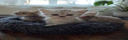 British Shorthair cats for sale: Adorable 4 pure breed kittens for sale - Advert 4