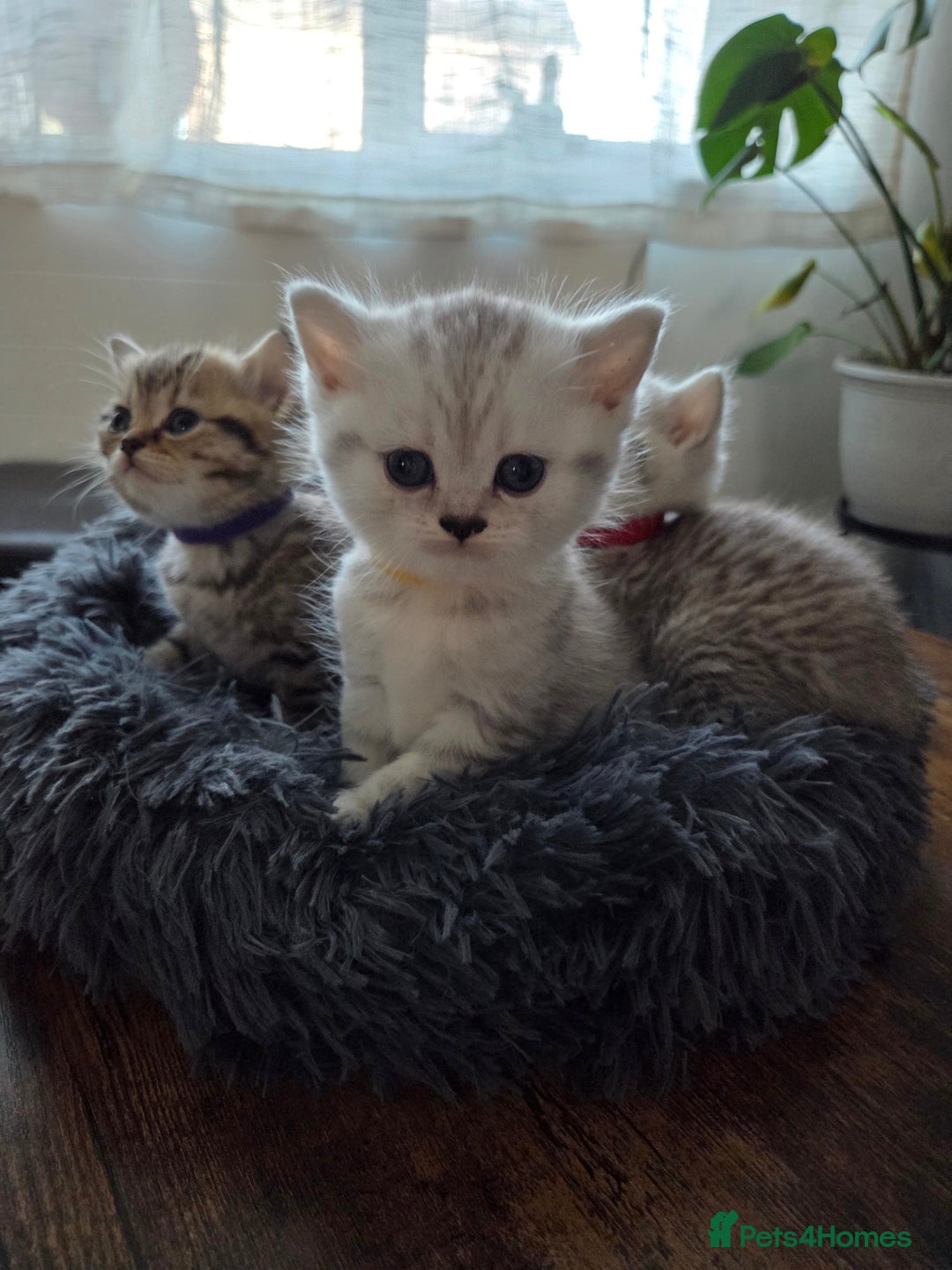 British Shorthair cats for sale: Adorable 4 pure breed kittens for sale - Advert 4