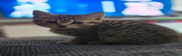 Mixed Breed cats for sale: 4 beautiful tabby and black kittens  in Birmingham - Advert 19