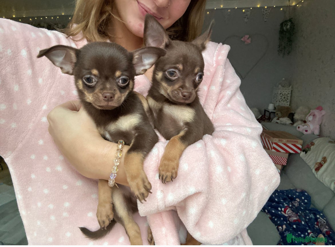 Chihuahua dogs Chihuahua Puppies  - Advert 9