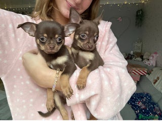 Chihuahua dogs Chihuahua Puppies - Advert 9