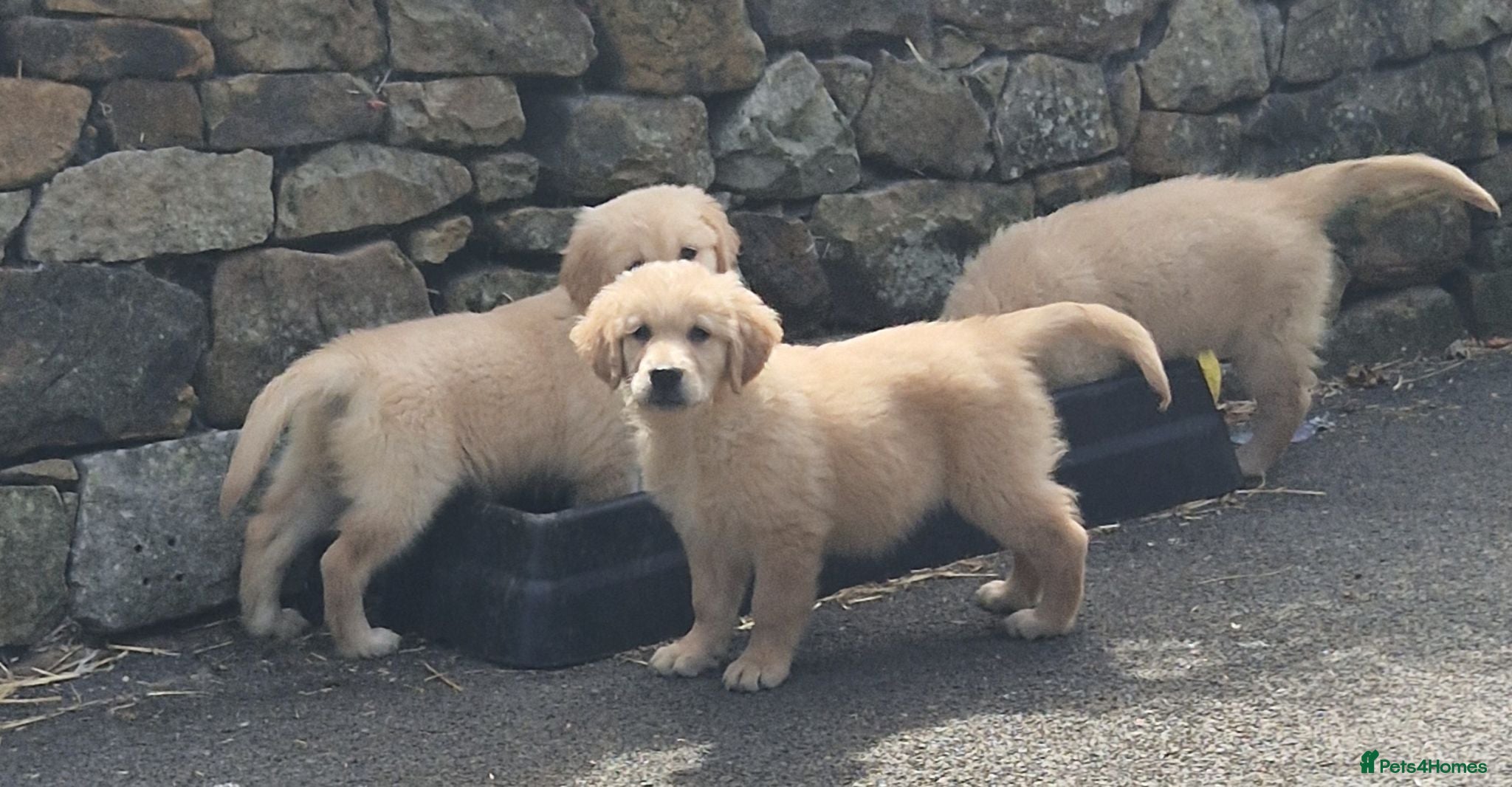 Golden Retriever dogs Stunning golden Girls - Advert 1