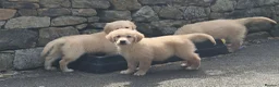 Golden Retriever dogs for sale: Stunning golden Girls - Advert 3