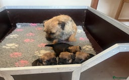 Border Terrier dogs for sale: Beautiful KC Reg Border Pups - Image 2