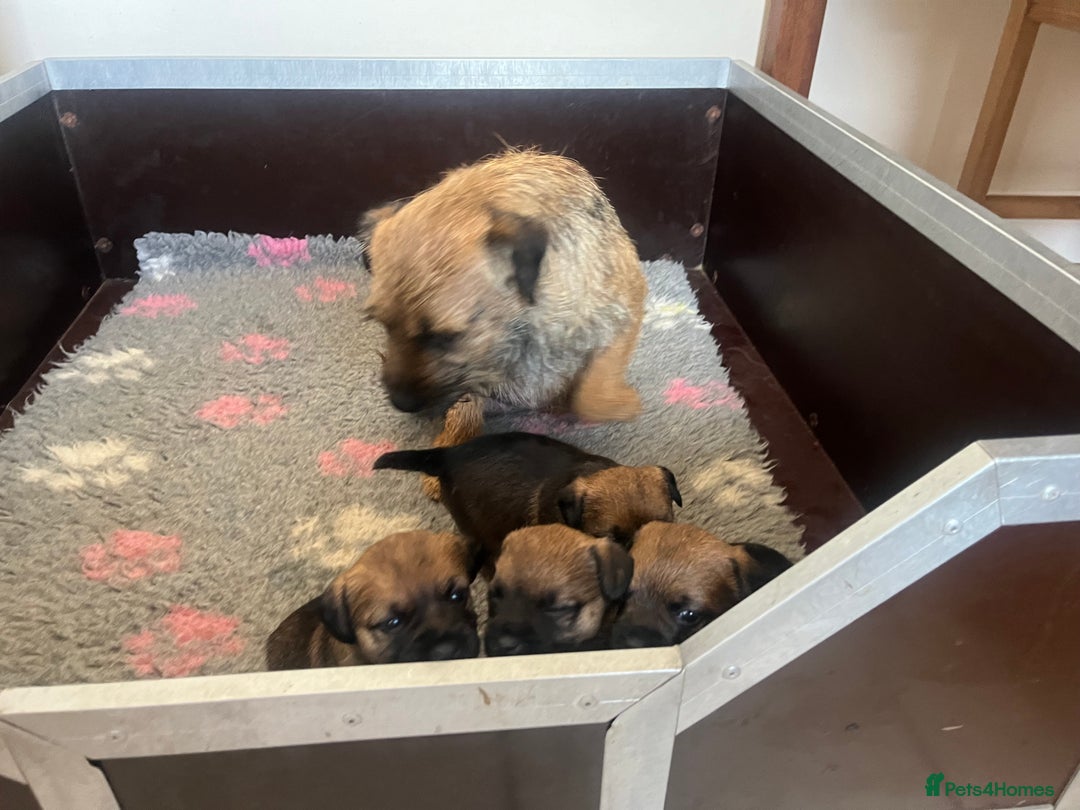 Border Terrier dogs for sale: Beautiful KC Reg Border Pups - Image 2