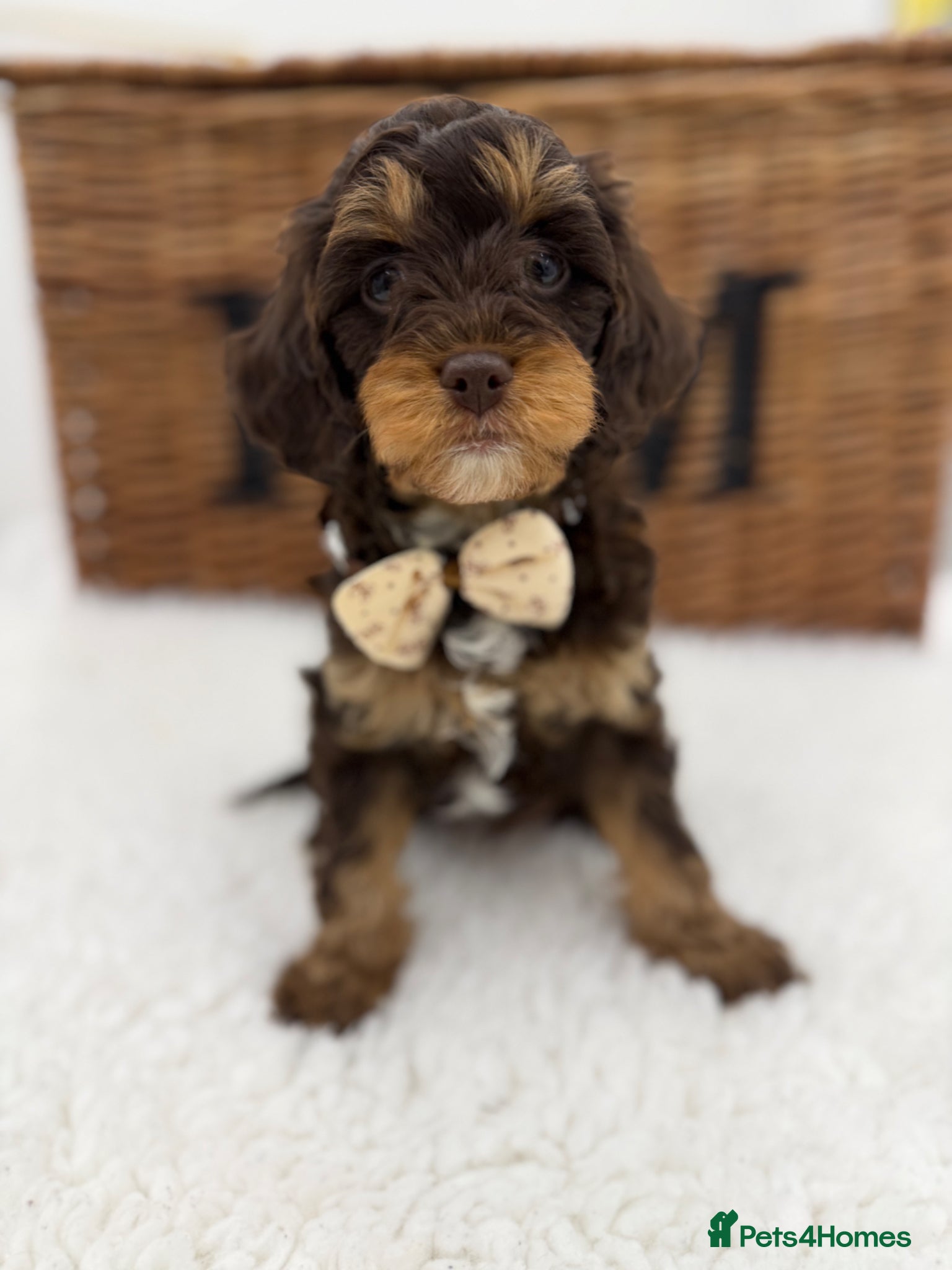 Cavapoo dogs F1 E ** tensively health tested toy cavapoos  - Advert 4