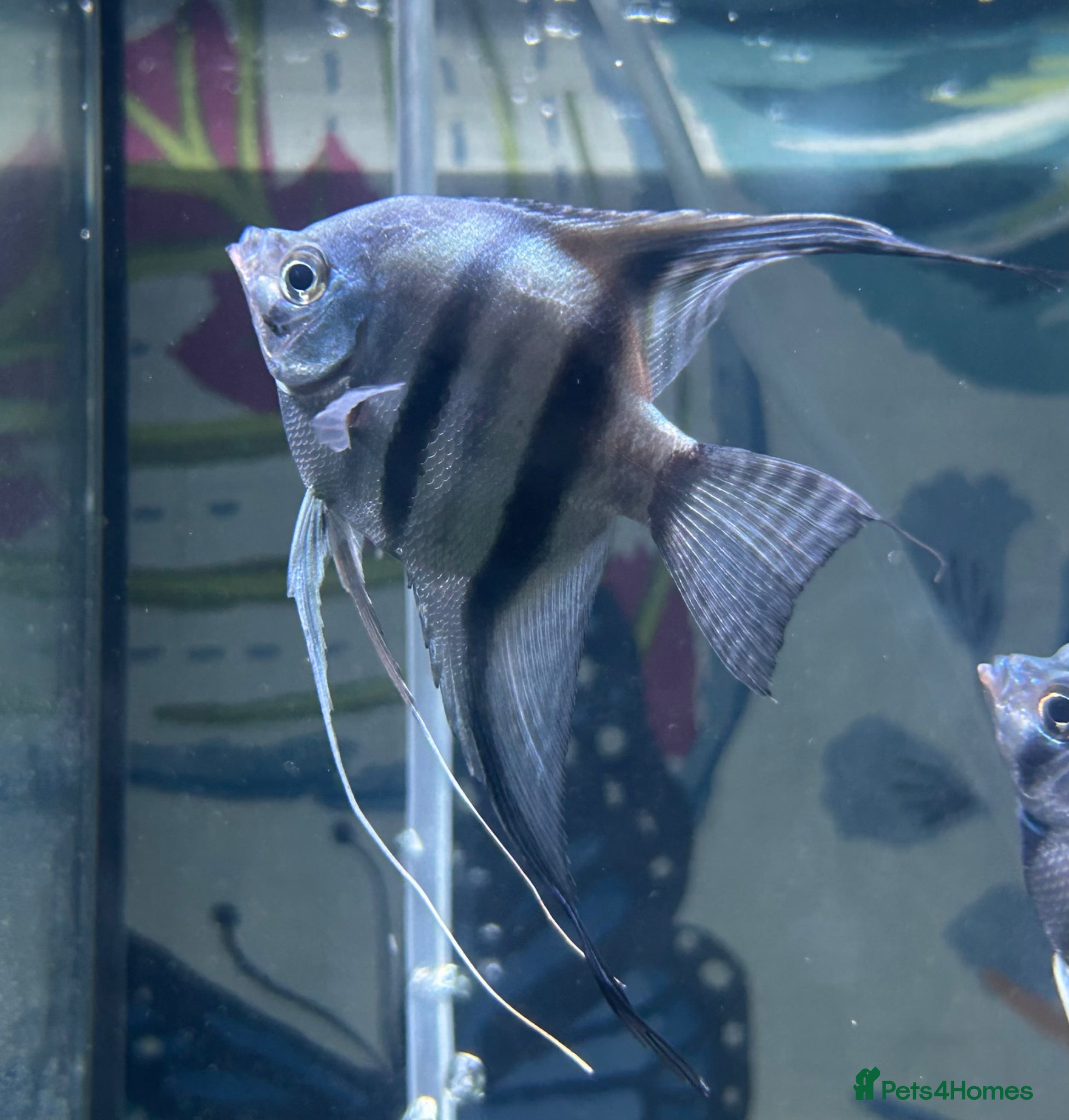 Angelfish fish Female Adult Angel Fish / Rainbow shark  - Advert 1