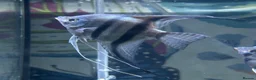 Angelfish fish for sale: Female Adult Angel Fish / Rainbow shark  - Advert 1