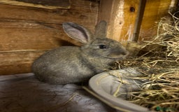 Mini Lop rabbits for sale: New litter added, angora/lionhead bunny rabbits  - Image 5