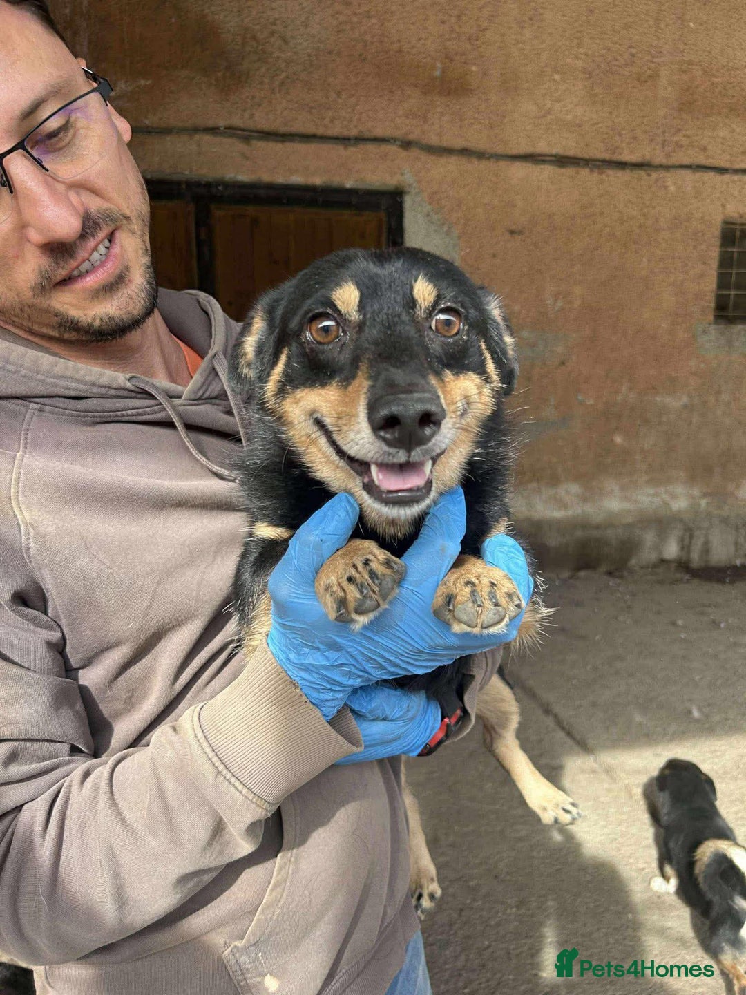 Mixed Breed dogs for adoption: REMY-playful pup/very affectionate/loves dogs  - Advert 2