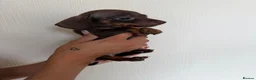 Dachshund dogs for sale: Miniture dashhound babies  - Advert 2