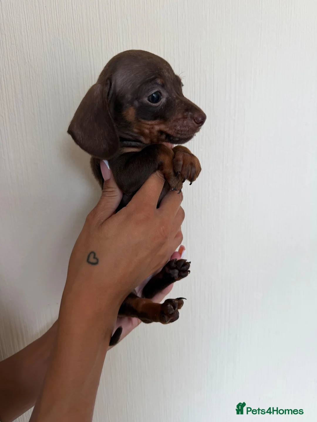 Dachshund dogs for sale: Miniture dashhound babies  - Advert 2