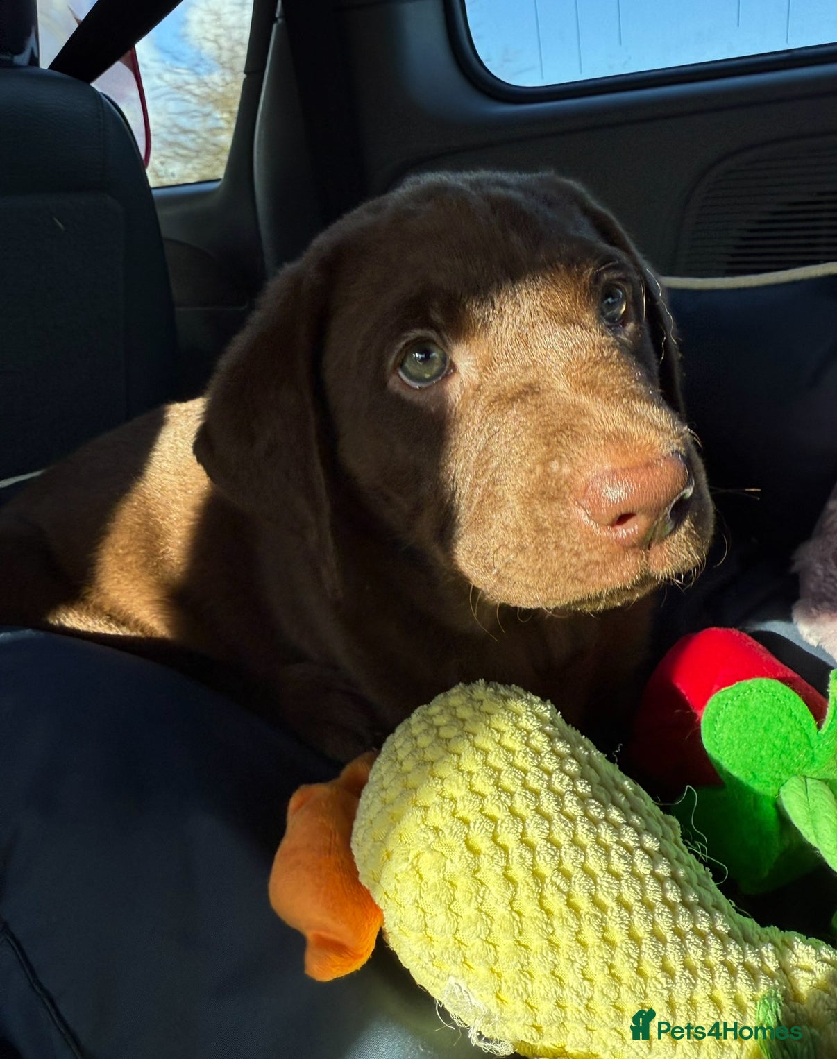 Labrador Retriever dogs Beautiful chocolate girl  - Advert 1