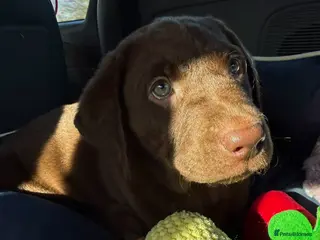 Labrador Retriever dogs Beautiful chocolate girl - Advert 1