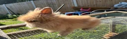 Lionhead rabbits for sale: 2 stunning boy lionhead babies - Advert 7
