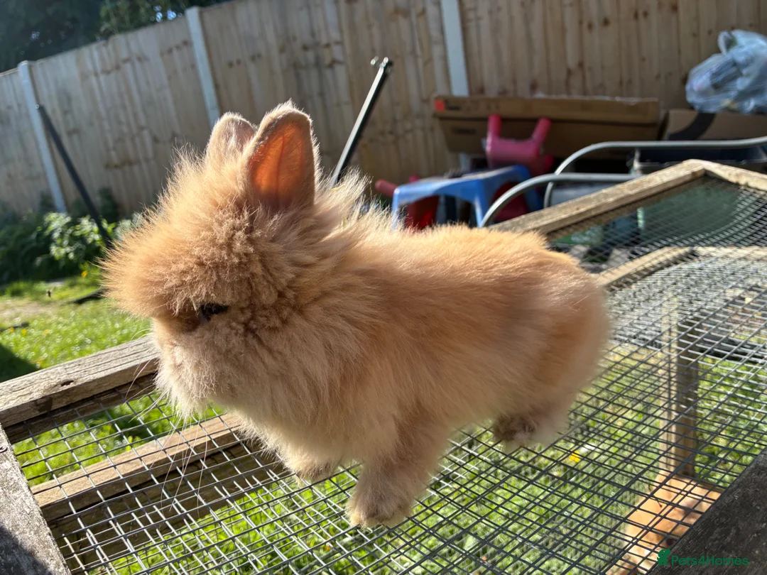 Lionhead rabbits for sale: 2 stunning boy lionhead babies - Advert 7