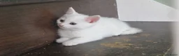 Mixed Breed cats for sale: 💥💥💥Siberian cross 💥💥💥 - Advert 4