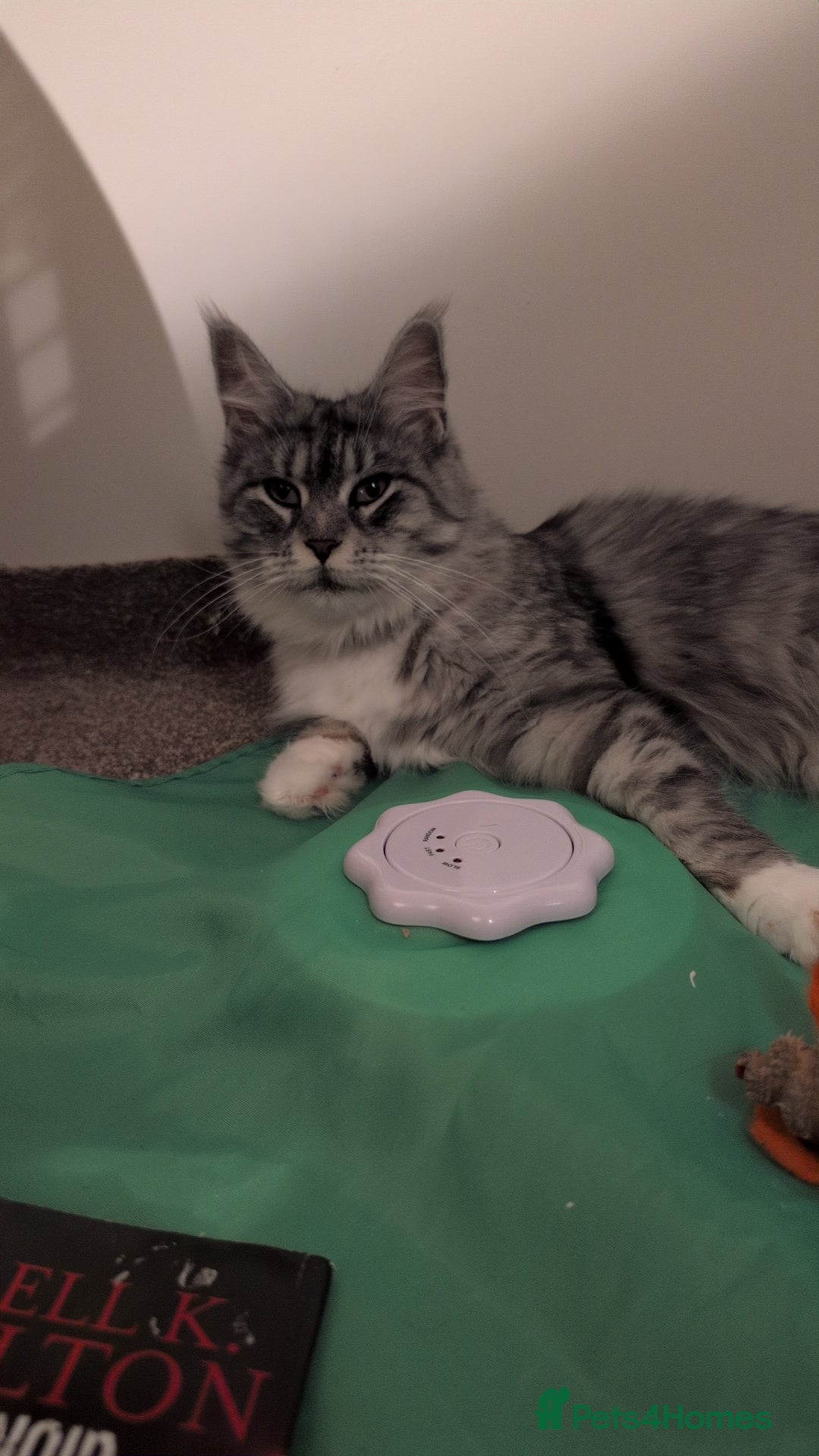 Maine Coon cats for sale: Tica Pedigree Maine coon queen - Advert 3