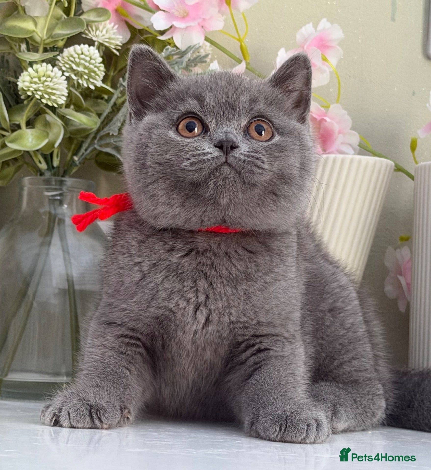 British Shorthair cats Gorgeous British Kittens - Advert 1