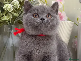 British Shorthair cats Gorgeous British Kittens - Advert 1