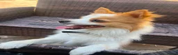 German Spitz dogs for sale: German spitz  in Bradford - Advert 5