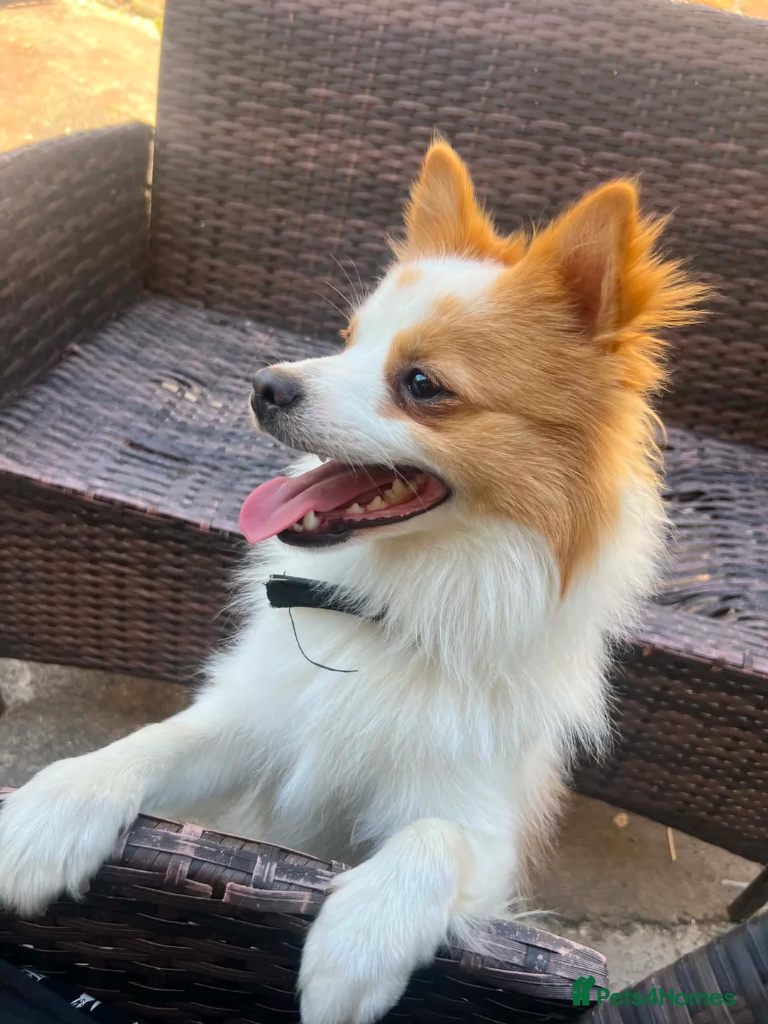 German Spitz dogs for sale: German spitz  in Bradford - Advert 5
