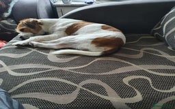 Jack Russell dogs for sale: Jack russel - Image 3