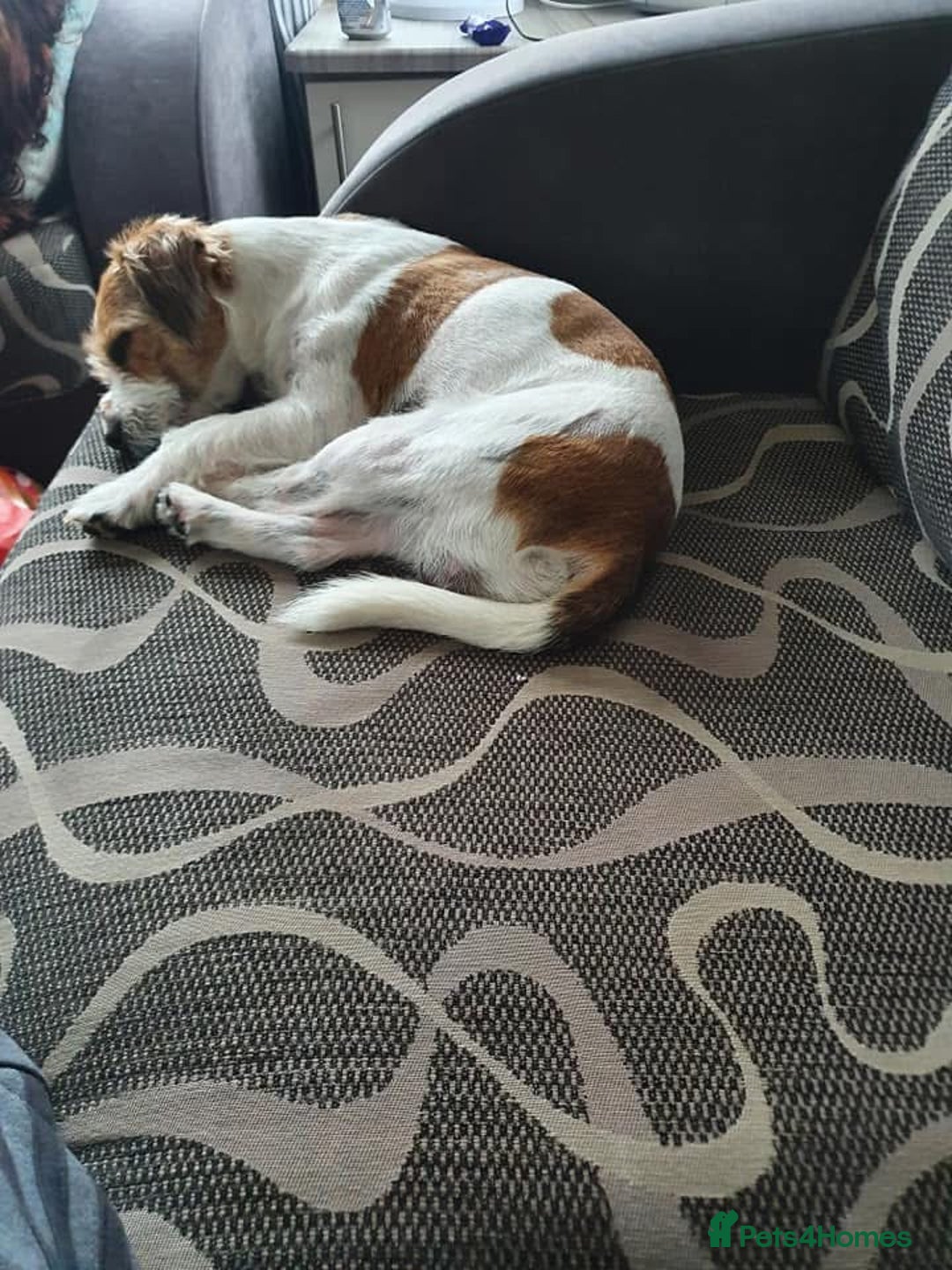 Jack Russell dogs for sale: Jack russel - Image 3
