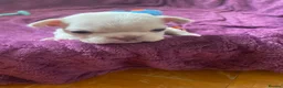 French Bulldog dogs for sale: Platinum French Bulldog Puppy - Advert 4