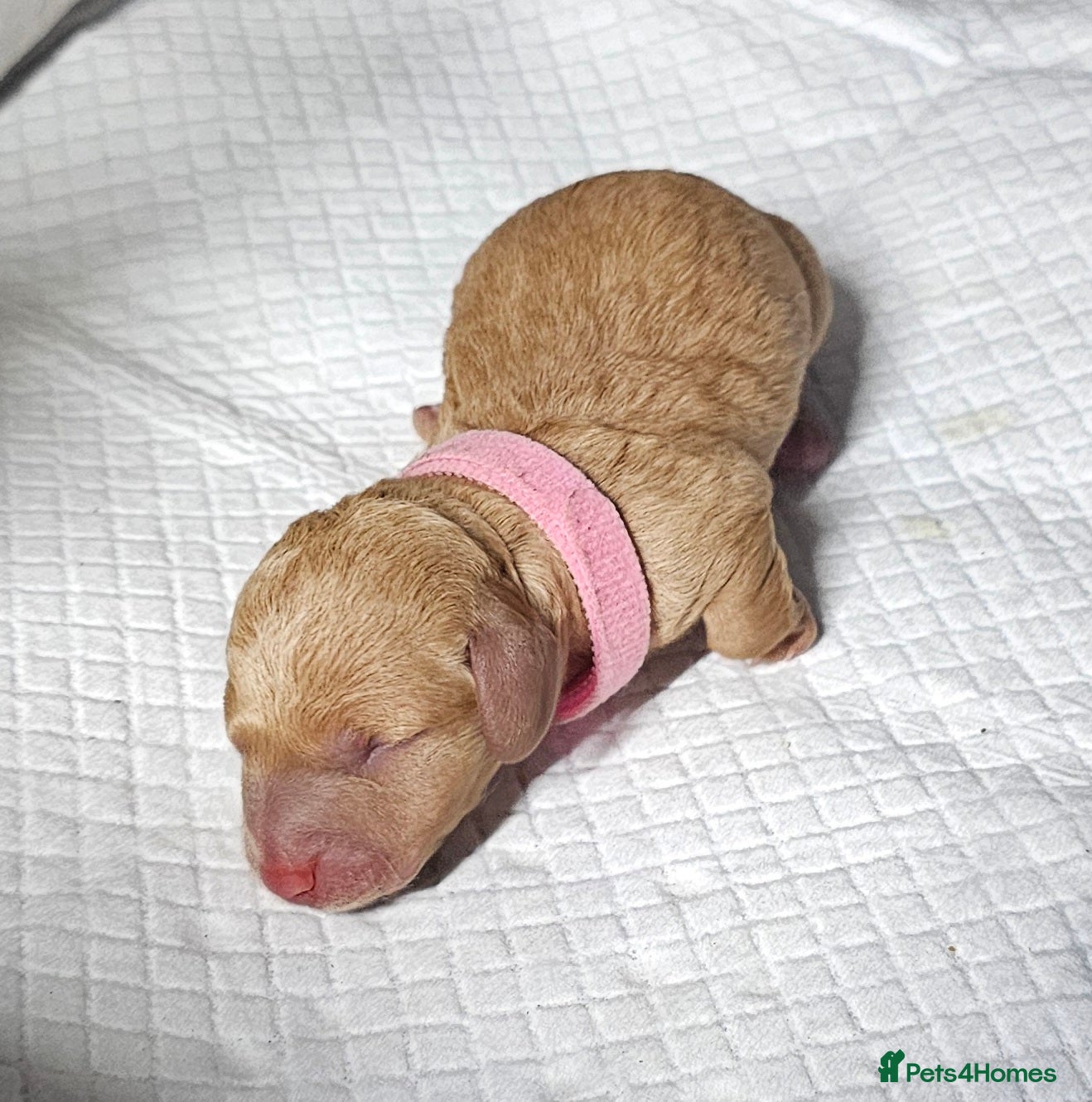 Miniature Dachshund dogs ⭐️⭐️⭐️⭐️⭐️ CREAM INTENSITY MINIDACHSHUND KCREG🐾❤️ - Advert 5