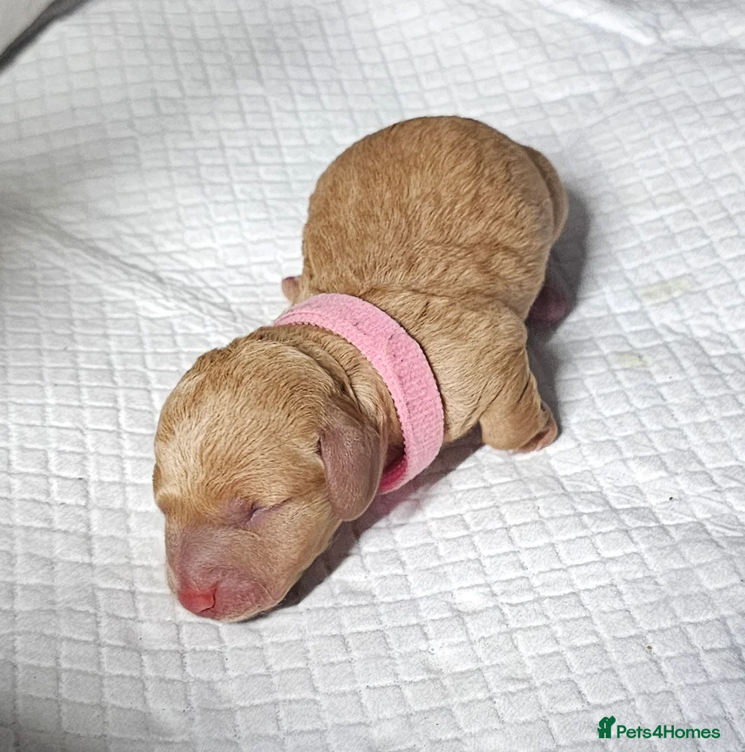 Miniature Dachshund dogs for sale: ⭐️⭐️⭐️⭐️⭐️ CREAM INTENSITY MINIDACHSHUND KCREG🐾❤️ - Advert 1