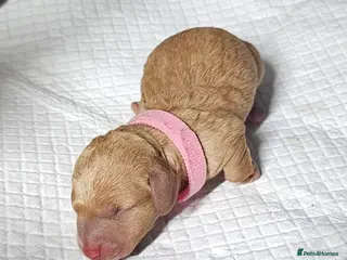 Miniature Dachshund dogs ⭐️⭐️⭐️⭐️⭐️ CREAM INTENSITY MINIDACHSHUND KCREG🐾❤️ - Advert 5