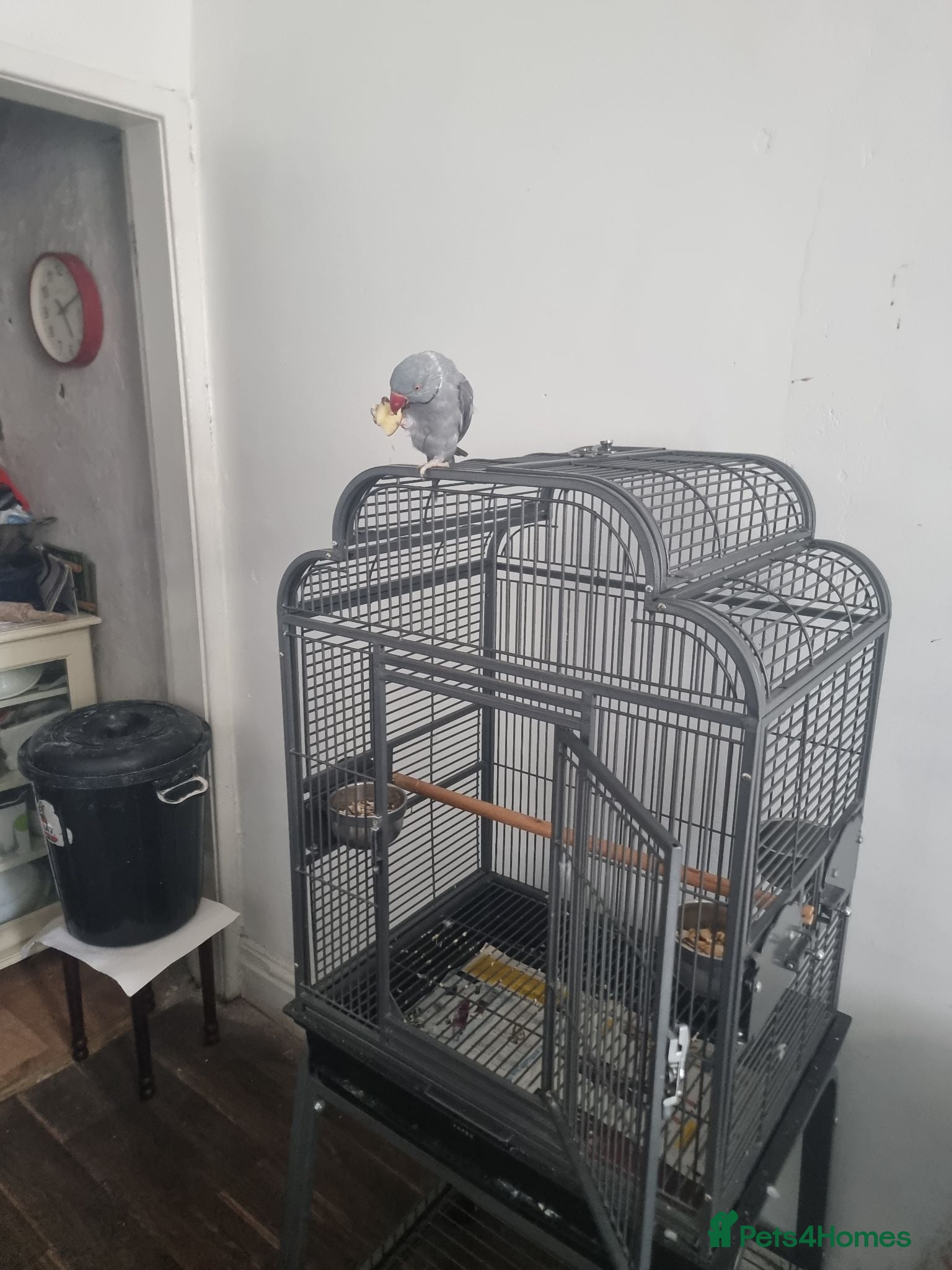 Ringnecks birds Beautiful male grayish ringneck talking parrot  - Advert 6