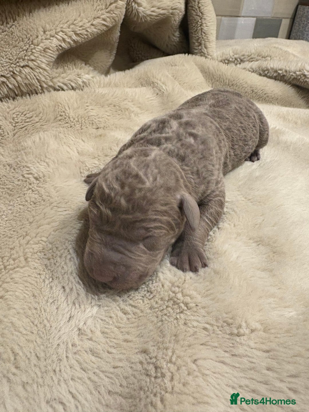 Labrador Retriever dogs for sale: Charcoal/silver Labrador puppies  - Advert 5