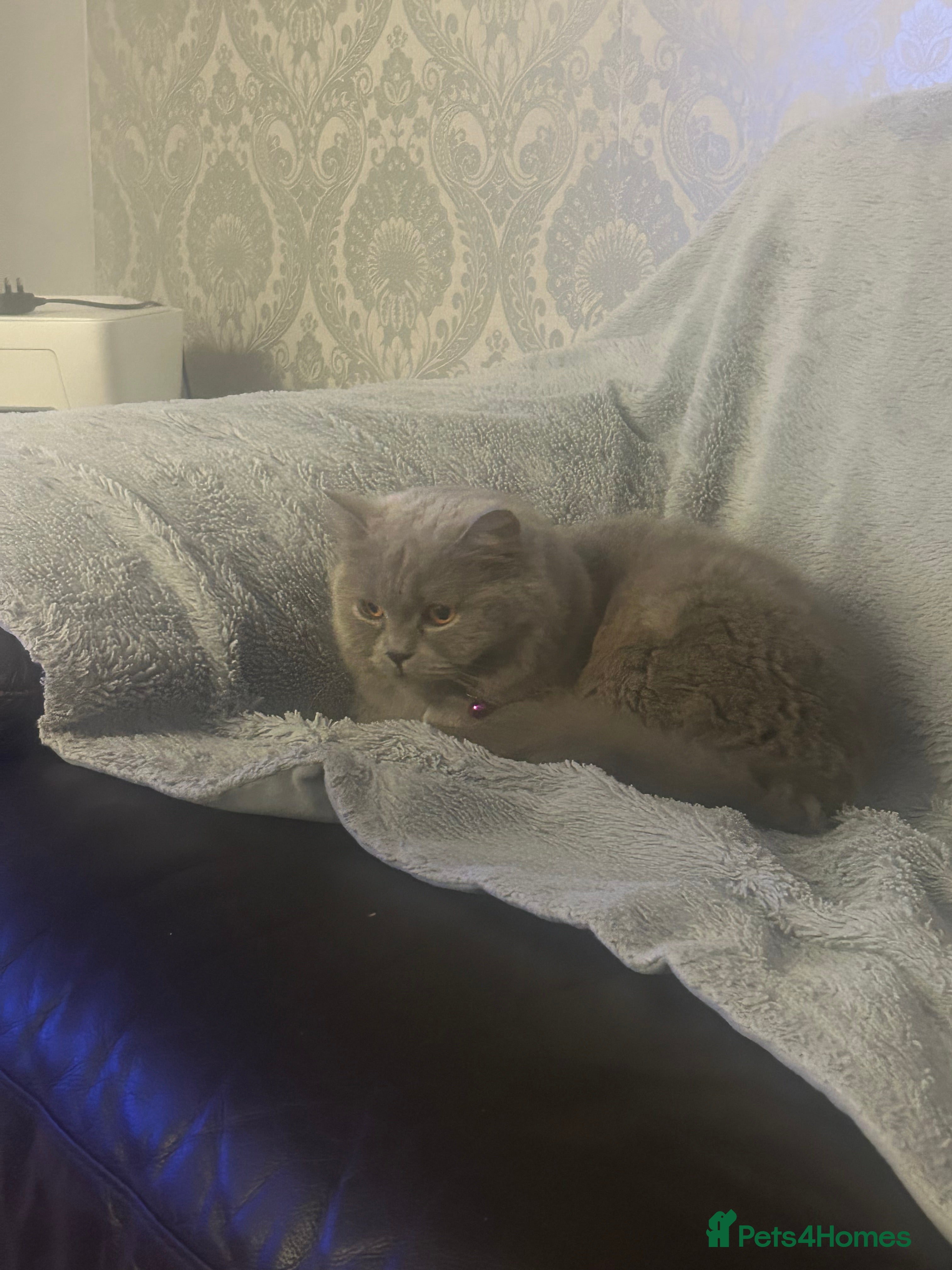 British Shorthair cats Female British Shorthair 😻 - Advert 3