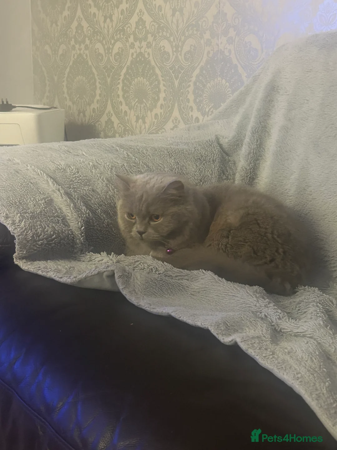 British Shorthair cats for sale: Female British Shorthair 😻 - Advert 1