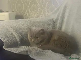 British Shorthair cats Female British Shorthair 😻 - Advert 3