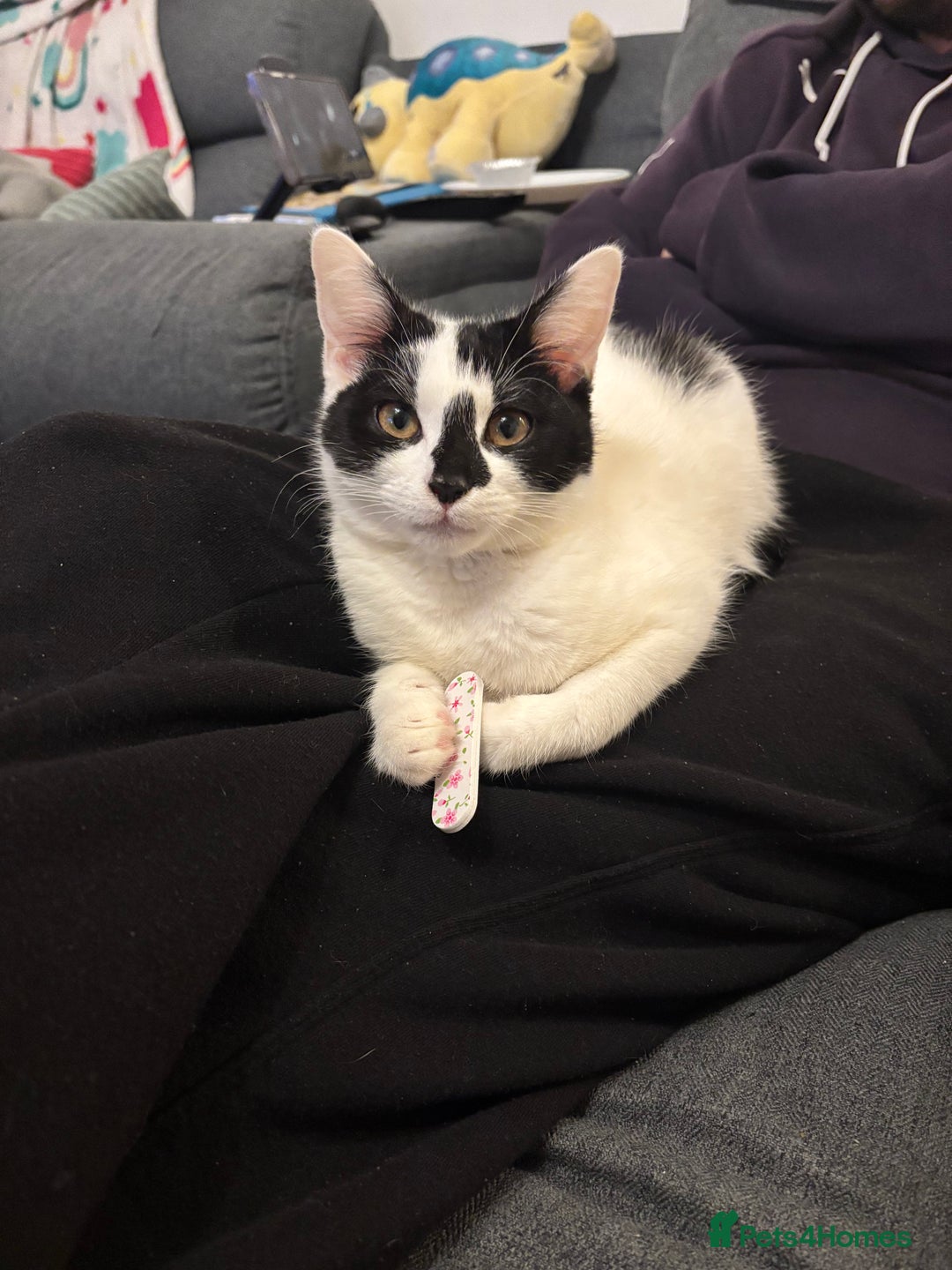 Domestic Shorthair cats for sale: Kittens 2 boys and 1 girl - Advert 1