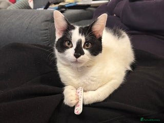 Domestic Shorthair cats Kittens 2 boys and 1 girl - Advert 1