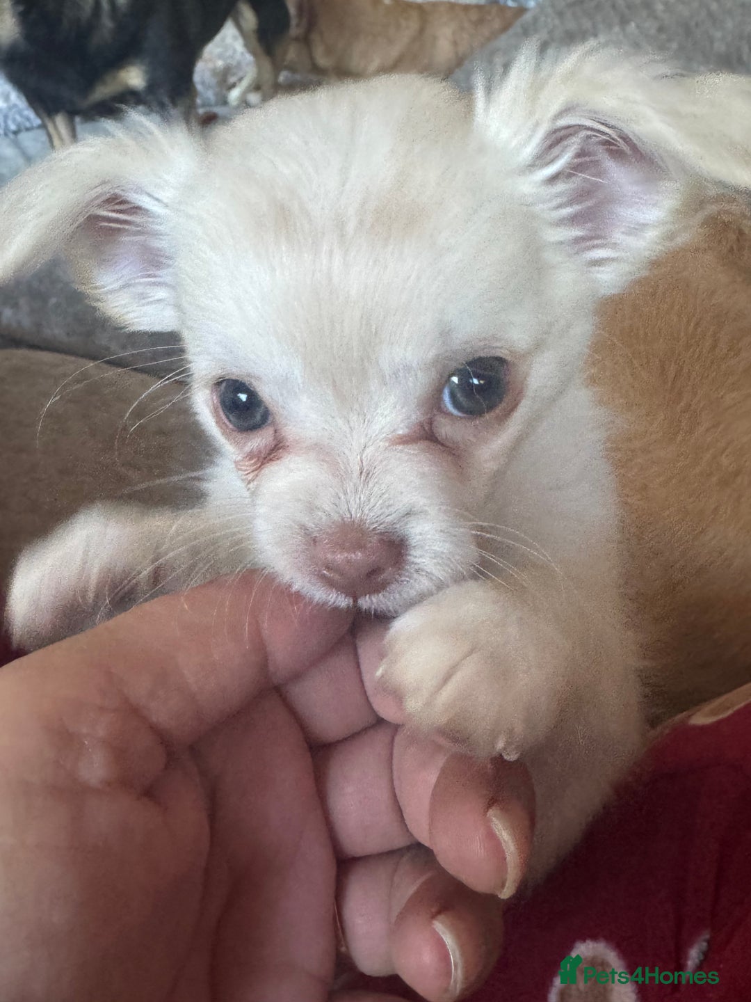 Chihuahua dogs for sale: Double chocolate platinum baby’s READY TO LEAVE  - Image 38