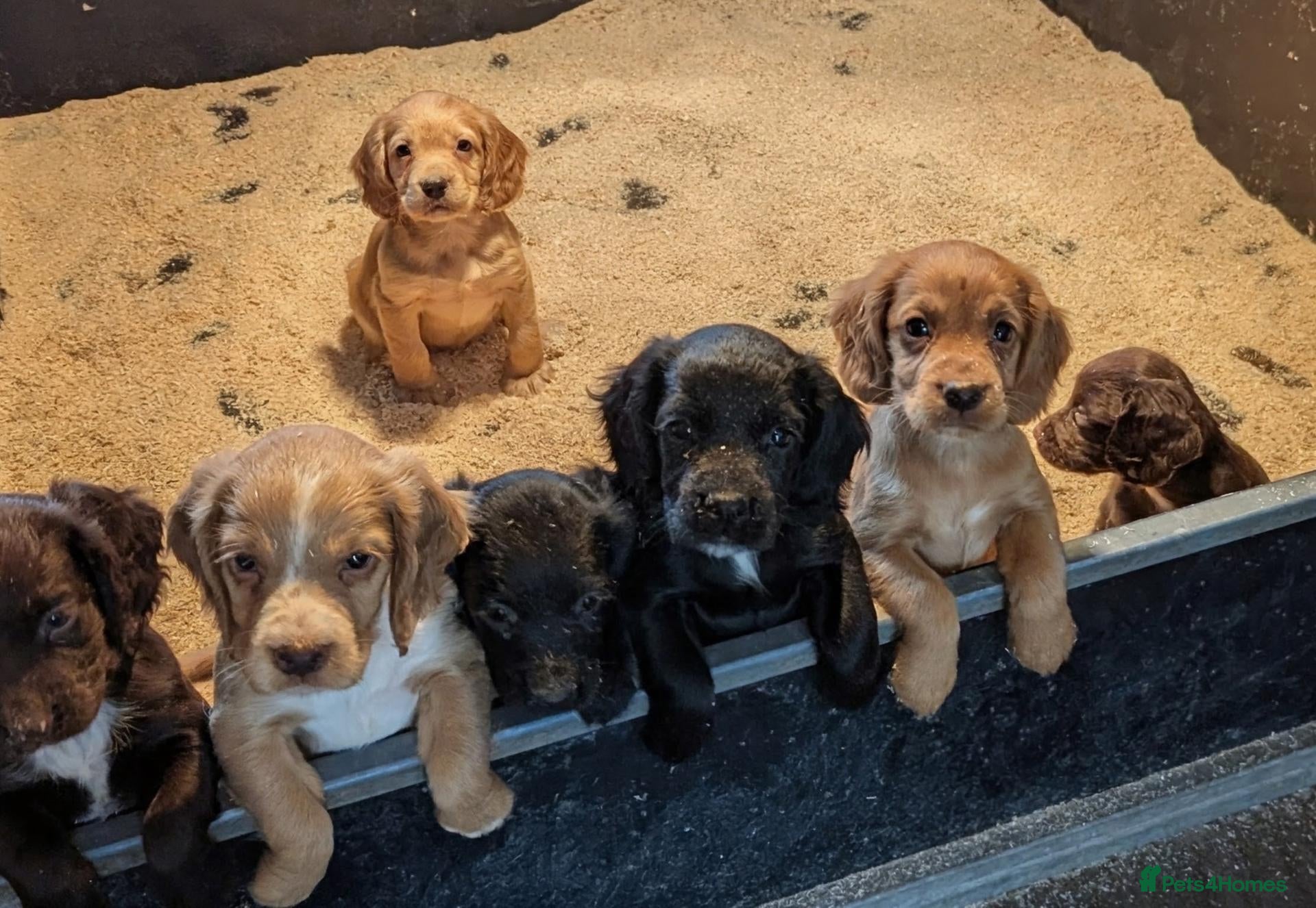 Cocker Spaniel dogs Beautiful working cocker puppies for sale  - Advert 1