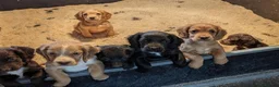 Cocker Spaniel dogs for sale: Beautiful working cocker puppies for sale  - Advert 1