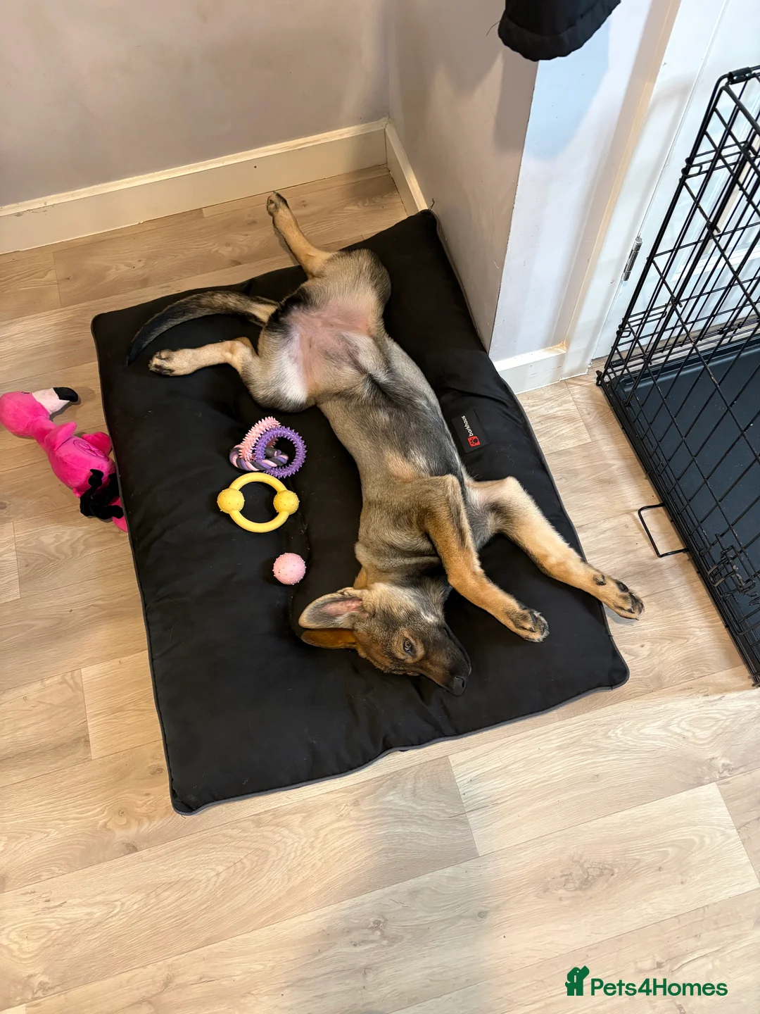 Mixed Breed dogs for sale: Bella 🩷 in Barry - Advert 6