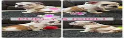 English Bulldog dogs for sale: KC REG Red/White English Bulldogs READY NOW!! - Advert 7