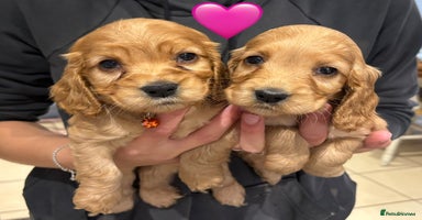 Cocker Spaniel dogs - Advert 3