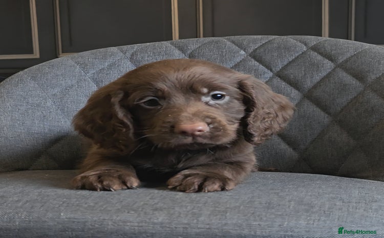 Cocker Spaniel dogs - Advert 5