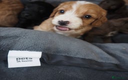 Cockapoo dogs for sale: Gorgeous cockerpoo  puppies for sale  - Image 6