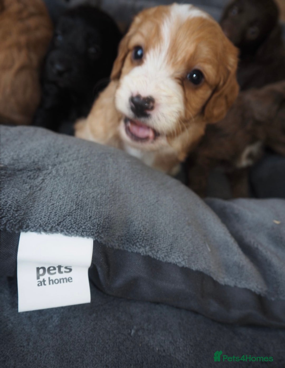 Cockapoo dogs for sale: Gorgeous cockerpoo  puppies for sale  - Image 6