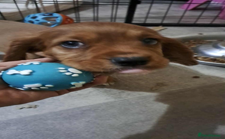 Cockalier dogs - Advert 2