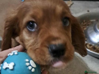 Cockalier dogs - Advert 2